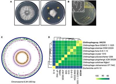 Biocontrol potential of Chitinophaga flava HK235 producing antifungal-related peptide chitinocin